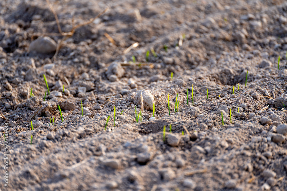 Young plants of winter wheat. Young wheat crop in a field. Field of young wheat, barley, rye. Young green wheat growing in soil.