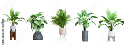 Plant in pot in 3d rendering. Beautiful plant in 3d rendering isolated.