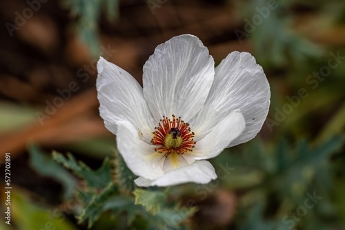 argemone albiflora the white prickly poppy on a blurred background