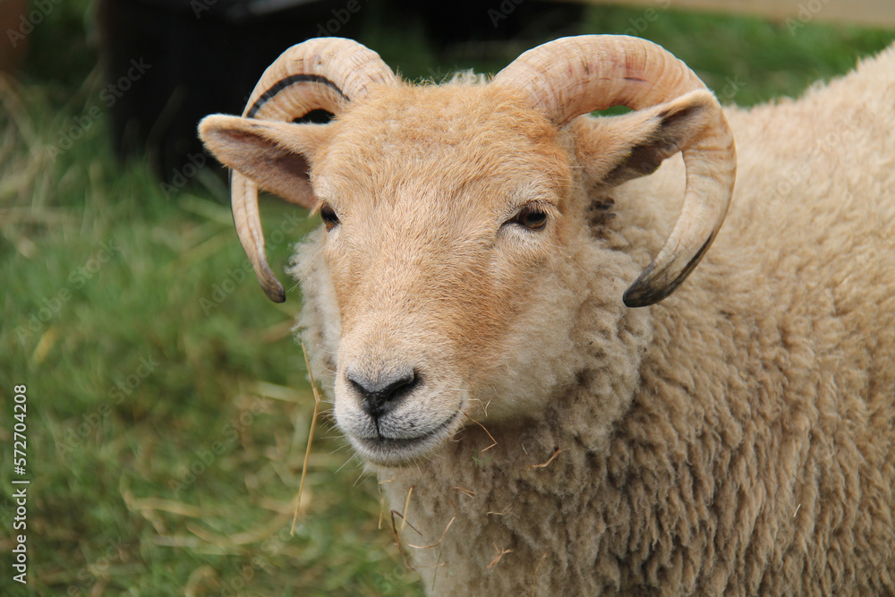 The Curled Horns of an Adult Farmyard Ram Sheep.