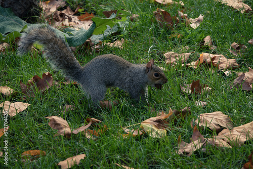 Hyde Park is a park located in London, United Kingdom. It is the largest of the four royal parks.