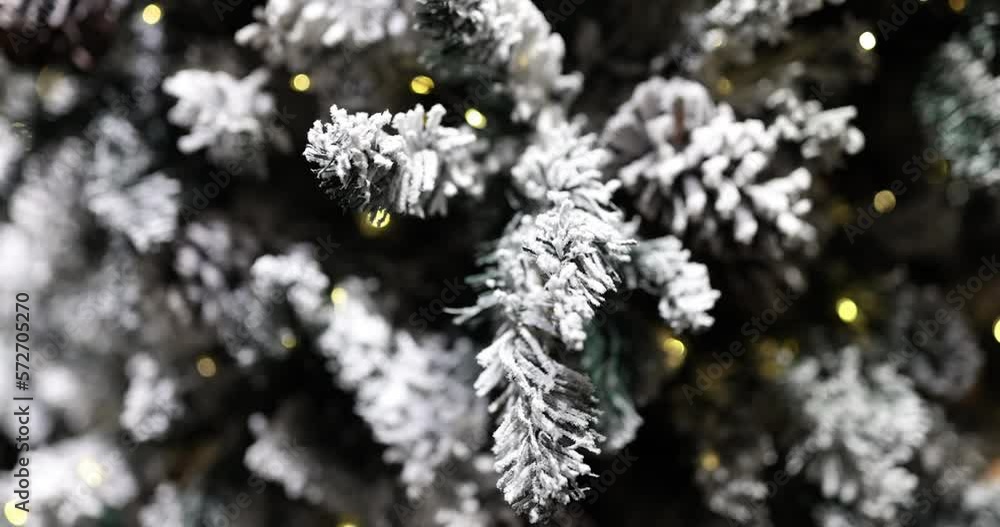 Branches of pine in snowy frost, slowmotion Branches of pine in snowy frost, slowmotion