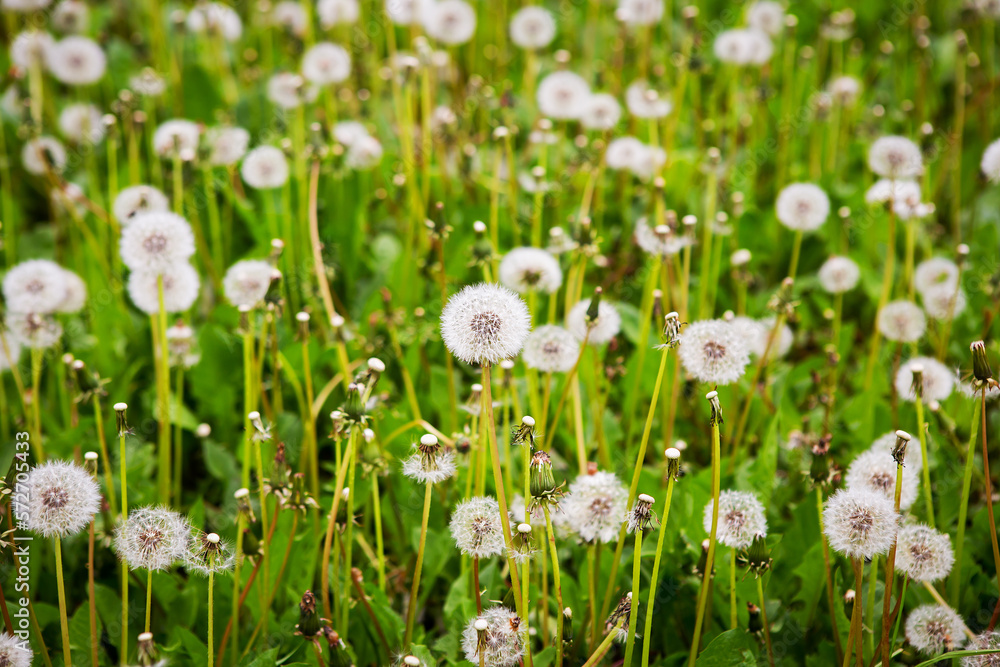 Large meadow with dandelions, closeup. Summer, vacation, travel, walk in the fresh air. Large meadow with dandelions, closeup. Summer, vacation, travel, walk in the fresh air.