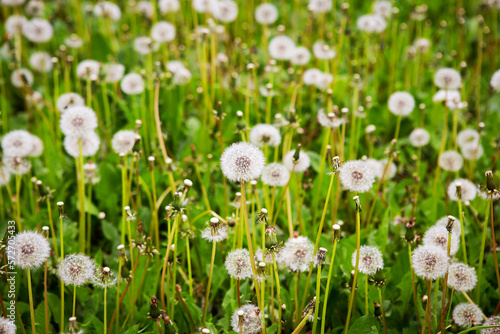 Large meadow with dandelions  closeup. Summer  vacation  travel  walk in the fresh air.