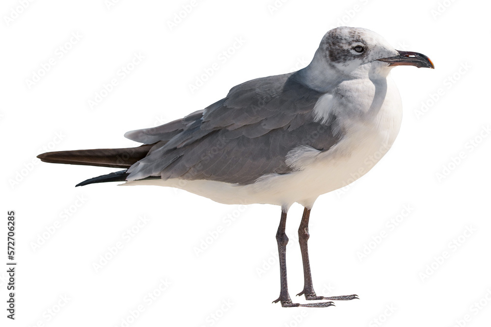 Seagull. Ocean or sea bird. High resolution. Bright sunny day. Seagulls on the beach. Wild animals. Close-up bird. Isolated background. Seagull. Ocean or sea bird. High resolution. Bright sunny day. Seagulls on the beach. Wild animals. Close-up bird. Isolated background.