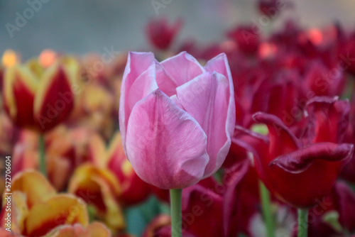Pink tulips with white stripe close-up  Growing flowers in spring  Tulip flower colorful  Beautiful Red Tulips  The close up photos of tulips.