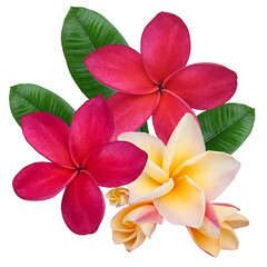 Plumeria, frangipani flowers red ,yellow ,pink  isolated on transparent.