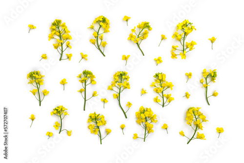 Yellow flowers rapeseed on a white background. Top view, flat lay photo