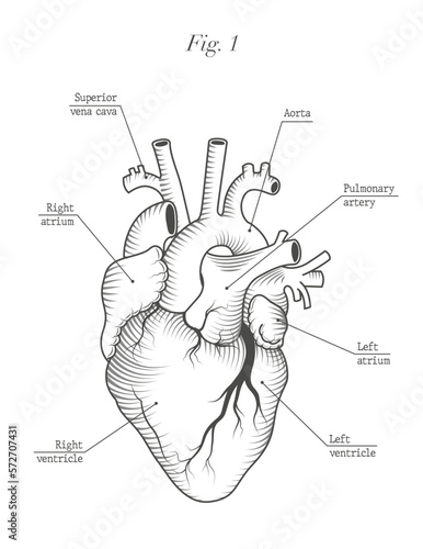 Illustration of a human heart, with caption, anatomical chart of human heart, anterior view, engraving modern style
