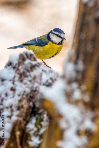 Blue tit (Cyanistes caeruleus)