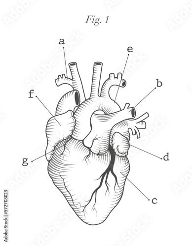 anatomical chart of human heart, anterior view, engraving modern style