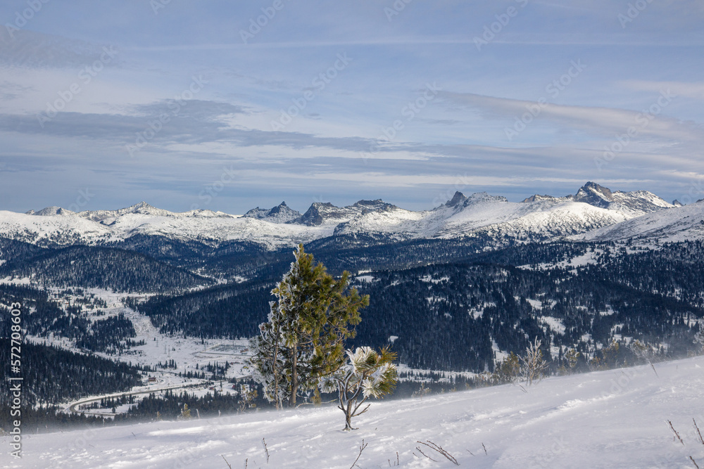 Winter mountain landscape, coniferous tree, peaks in the distance