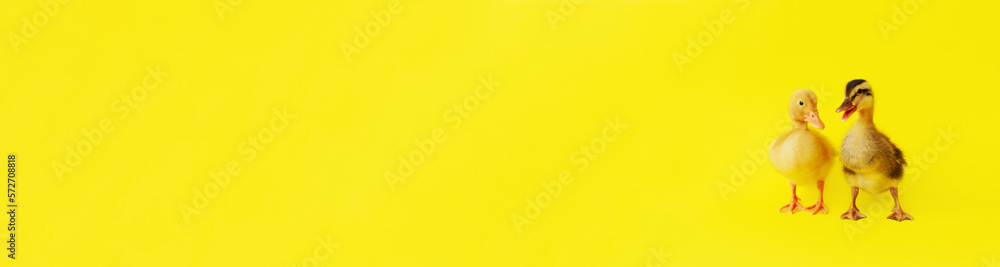 banner two small yellow and variegated duckling stand on yellow background, selective focus