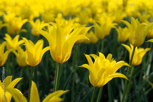 beauty yellow tulip flower