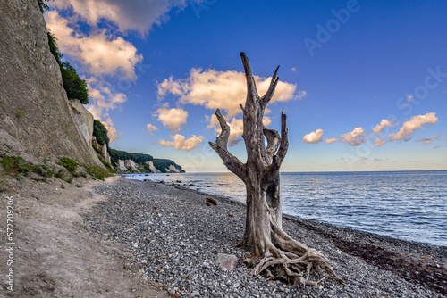 Kreidefelsen und Baum an der Ostsee / Insel Rügen