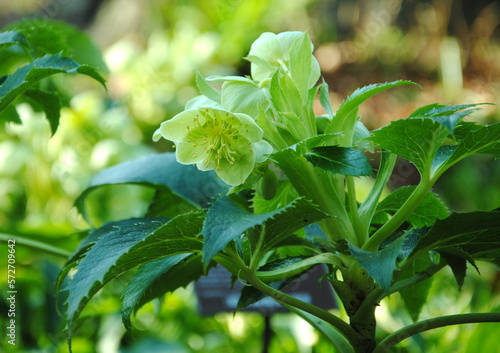 Fényképezés Close up of a green flower of the holly-leaved or Corsican hellebore (Helleborus argutifolius or corsicus or lividus subsp