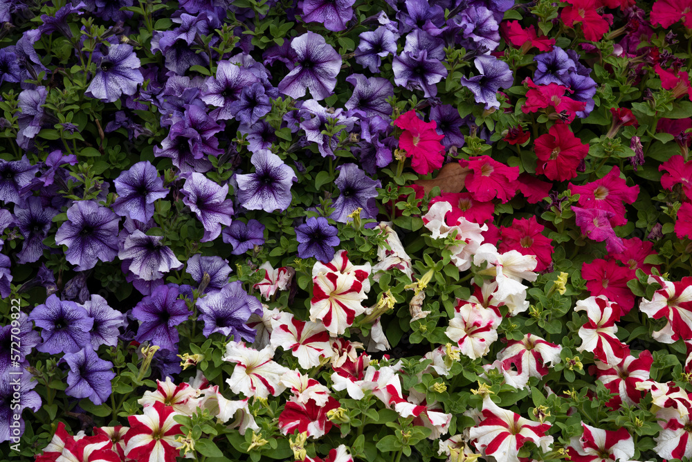 flower bed of multicolored petunias