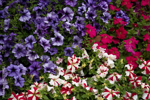 flower bed of multicolored petunias
