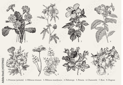 Botany. Set vintage medical realistic isolated flowers. Nature baroque. Drawing engraving. Vector background victorian Illustration Primrose primula Hibiscus Heliotrope Petunia Chamomile Rose Dogrose 