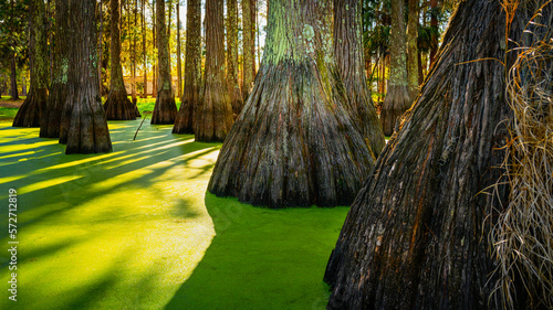Cypress tree trunks and golden green algae in the swamp water in Tallahassee, North Florida, USA
