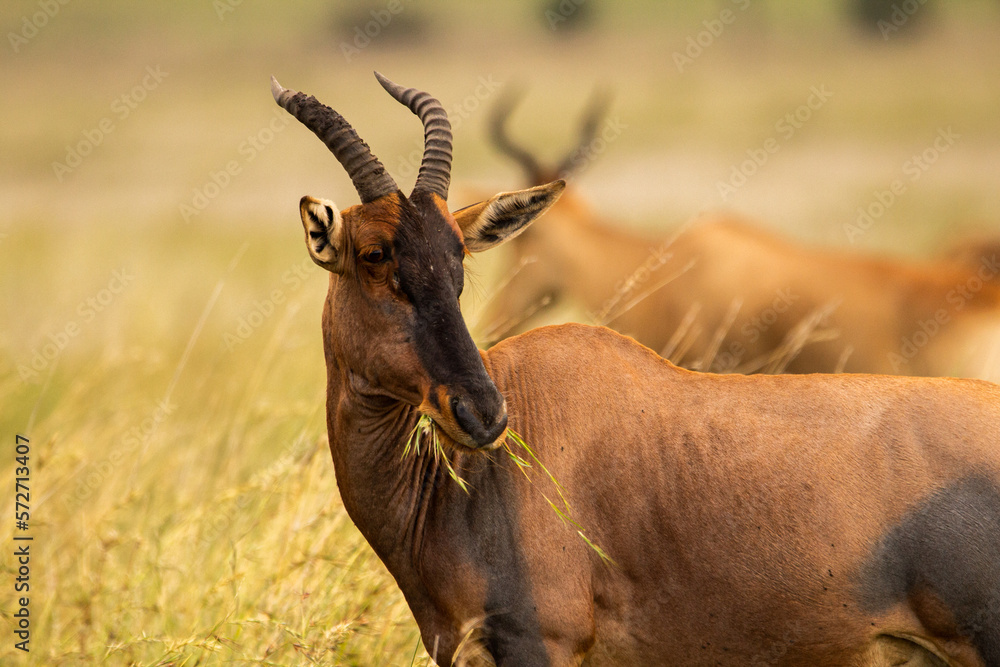 impala in the savannah impala in the savannah