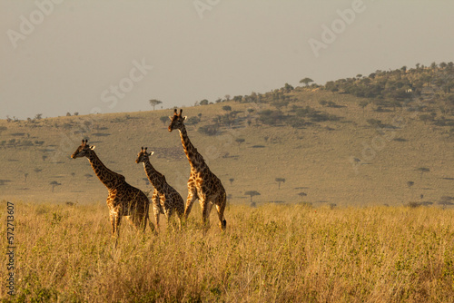 giraffe walking in the savannah © Francisco