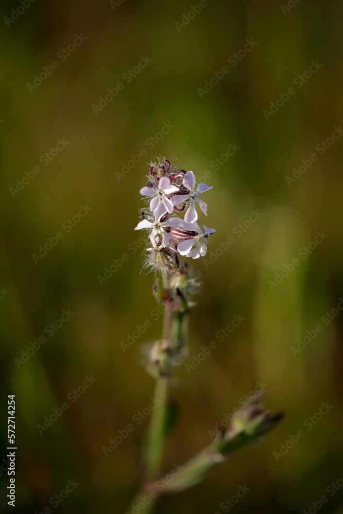 Spring wild small flowers