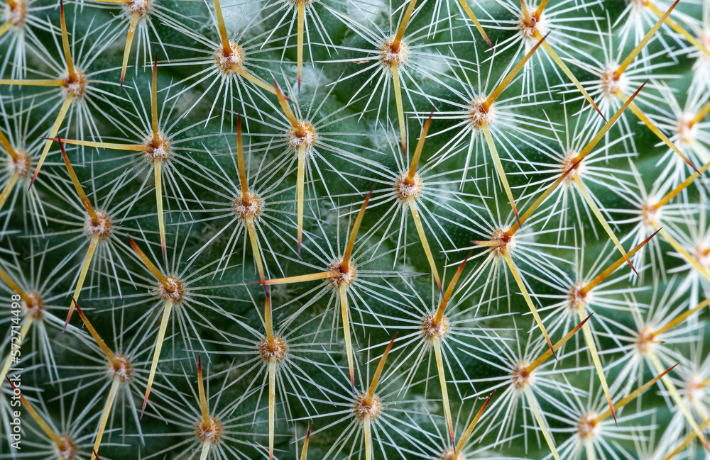 Macro cactus thorns,Close-up of thorns on cactus, background cactus with spines Macro cactus thorns,Close-up of thorns on cactus, background cactus with spines