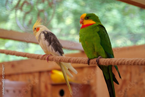 Multi-colored parrots sit on a rope in the aviary