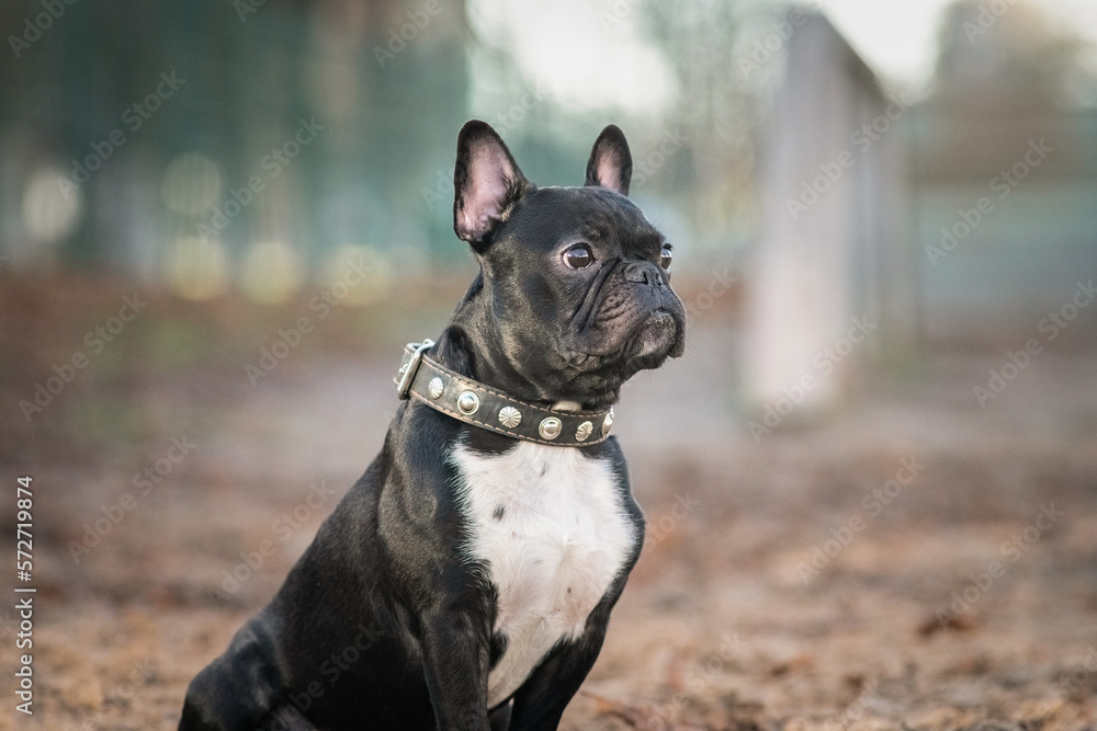Beautiful thoroughbred french bulldog on a walk in the park in early spring.