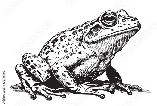 Frog hand drawn sketch Vector illustration Reptiles