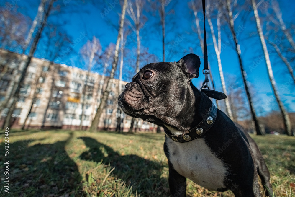 Beautiful thoroughbred french bulldog on a walk in the park in early spring. Beautiful thoroughbred french bulldog on a walk in the park in early spring.