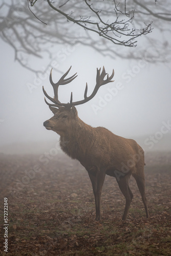 Large red stag deer on a wintery misty day in Bush Park