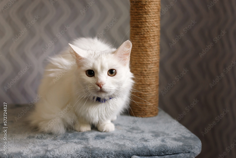 white beautiful domestic cat on a tree for a cat