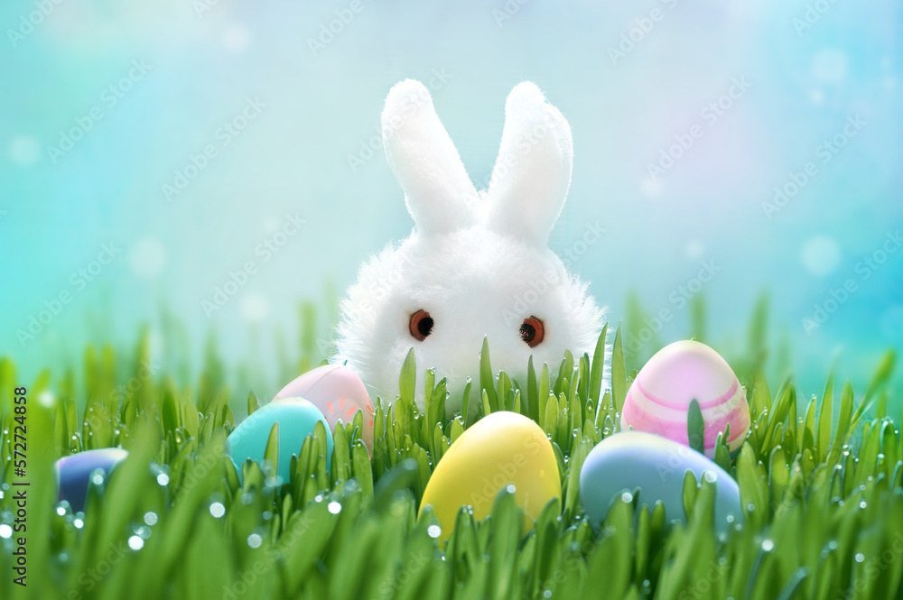 Fototapeta premium Fluffy easter white bunny hunts for colored Easter eggs on green grass.