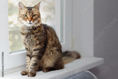 beautiful adult domestic cat sits on the window. pet concept