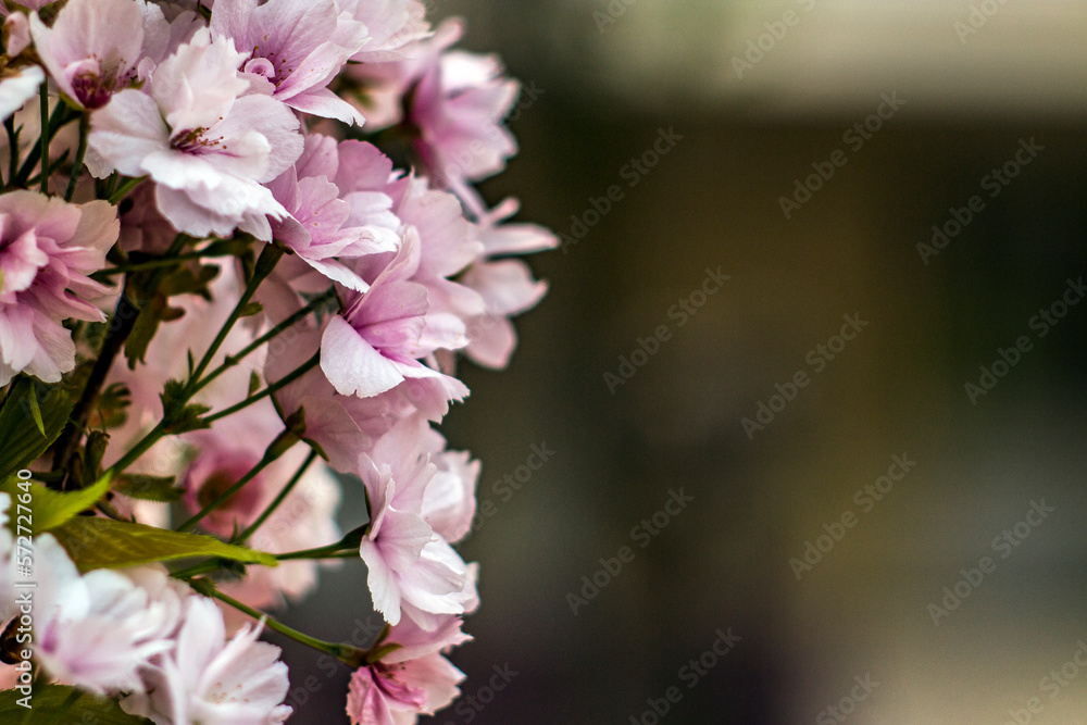 Beautiful pink flowers in the spring in the park close-up
Beautiful pink flowers in the spring in the park close-up
