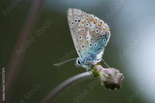 Common Blue butterfly on a flower bud