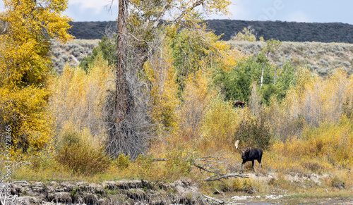 Bull Moose During the Fall Rut in Wyoming © natureguy