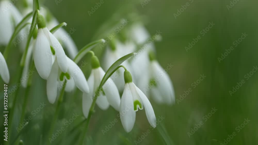 Close up of snowdrops moving in the wind Close up of snowdrops moving in the wind