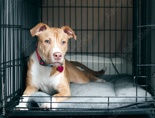 Puppy dog inside crate with open door. Front view of cute puppy lying in kennel looking sad or worried. Crate training puppy dog. 5 months old female Boxer Pitbull mix puppy. Selective focus photo