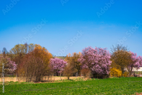 Pink flowering bushes under a clear blue sky on a sunny spring day in Rhineland-Palatinate/Germany