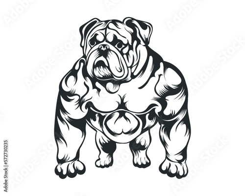 Black and White body builder Bulldog vector illustration, body builder dog vector
