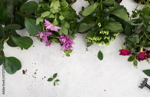 Spring gardening with blooming flowers in pots for planting top view on light background. Womans hobby of growing houseplants concept.