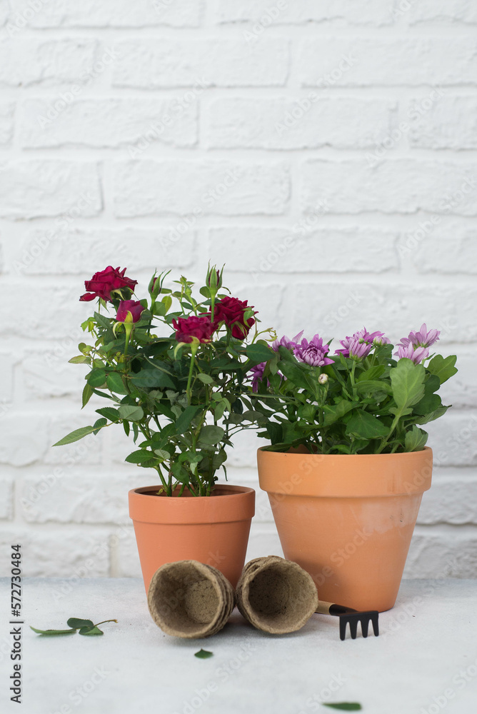 Spring gardening with blooming flowers in pots for planting on light background. Womans hobby of growing houseplants concept.