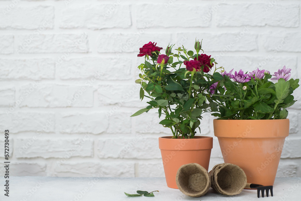 Spring gardening with blooming flowers in pots for planting on light background. Womans hobby of growing houseplants concept.