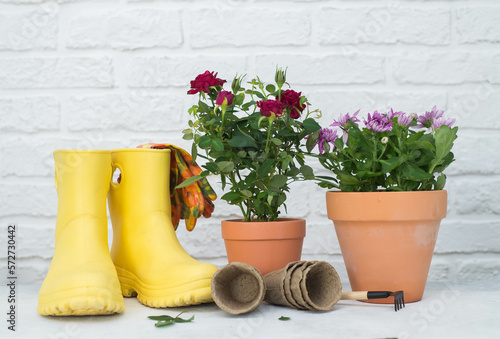 Spring gardening with blooming rose and chrysanthemum flowers in pots, yellow boots, pots for planting on bricks background. Womans hobby of growing houseplants concept.