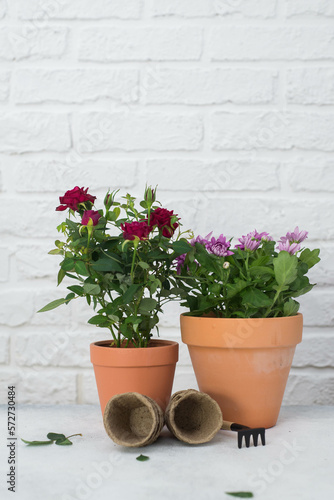 Spring gardening with blooming flowers in pots for planting on light background. Womans hobby of growing houseplants concept. © Di_Ilikaeva