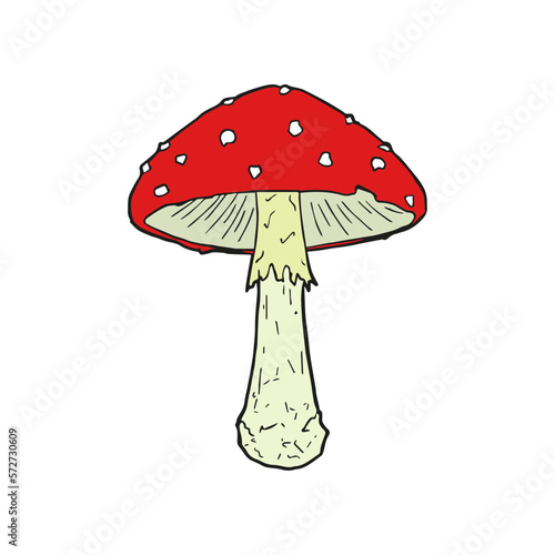 Fly mushroom. Amanita muscaria. Vector illustration. Sketch.