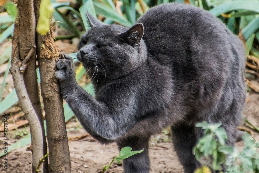 A beautiful ash-colored cat with green eyes sharpens its claws on the trunk of a small tree close-up A beautiful ash-colored cat with green eyes sharpens its claws on the trunk of a small tree close-up